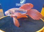 Swarovski - Figurine - Siamese Fighting Fish Red - 660941 -, Antiquités & Art