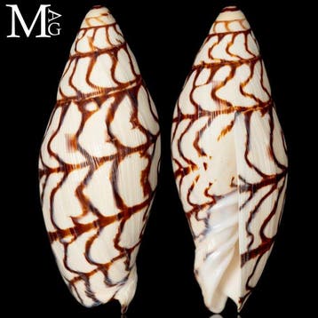 Extreem zeldzaam - Volutidae-schelp Volutoconus Bednalli –, Nieuw