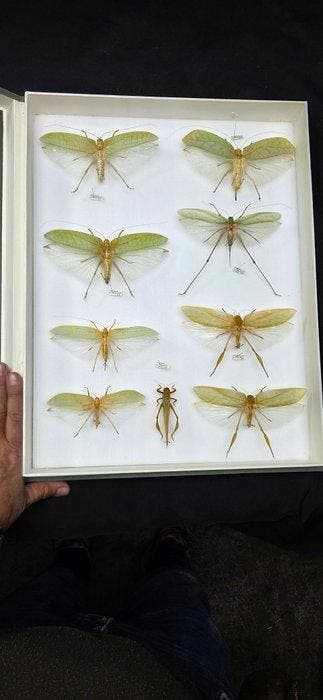 Good leaf grasshoppers insects perfect-ex French, Nieuw