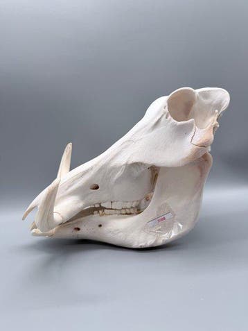 Wrattenzwijn Schedel van een zoogdier - Phacochoerus
