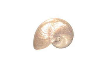 zeer grote - enorme Nautilus  adembenemend gepolijst