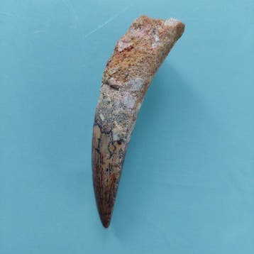 Spinosaurus - Fossiele tand - 70 mm - 18 mm