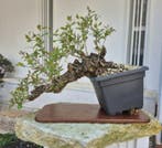 Bonsai of Granaatappel - Hoogte (boom): 34 cm - Diepte