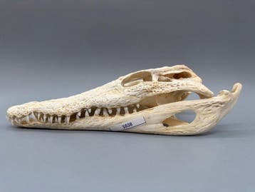 Nijlkrokodil Schedel - Crocodylus niloticus - 7 cm - 12 cm -, Antiek en Kunst