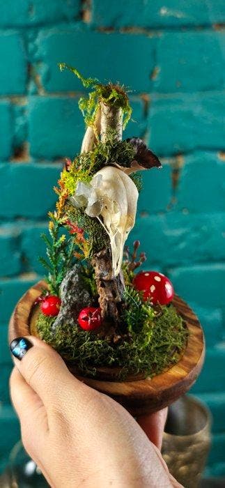 duif Schedel - Columba - 16 cm - 12 cm - 12 cm - (1)