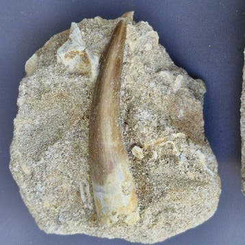 Plésiosaure fossile dans la matrice (2) - Dents fossiles -, Collections, Minéraux & Fossiles