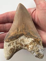 Dent de mégalodon 11,8 cm - Dent fossile - Carcharocles