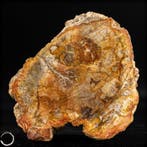 Natuurlijk versteend hout fossiele boomstamschijf met