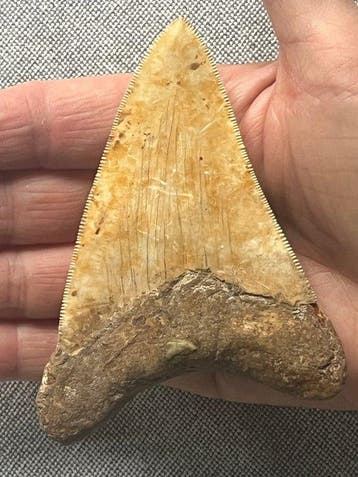 Megalodon-tand 10,5 cm - Fossiele tand - Carcharocles