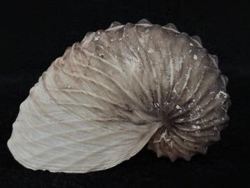 Nautilus Zeeschelp - S-645 ARGONAUTA HIANS (Zonder