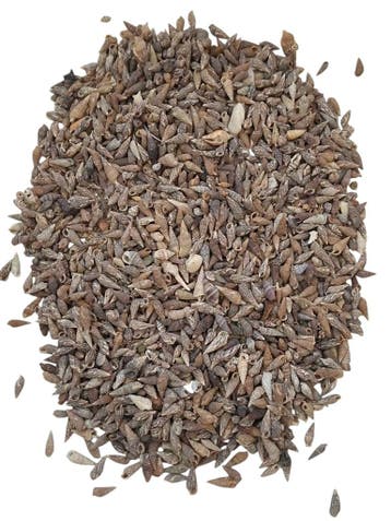 Nassa Pussata schelpen 400 gram, Nieuw