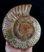 Ammoniet - Gefossiliseerd dier - Kranaosphinctes roedereri, Verzamelen