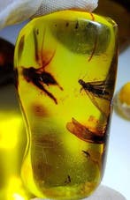 Incroyable !! Collection de fossiles - Ambre dominicain -