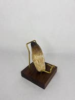 Mosasaure - Dent fossile - 7 cm - 3 cm (Sans prix de, Antiquités & Art