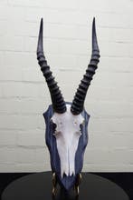 Blesbok Schedel - Damaliscus pygargus phillipsi - 0 cm - 0, Verzamelen, Dierenverzamelingen, Nieuw