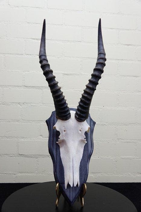 Blesbok Schedel - Damaliscus pygargus phillipsi - 0 cm - 0, Verzamelen, Dierenverzamelingen