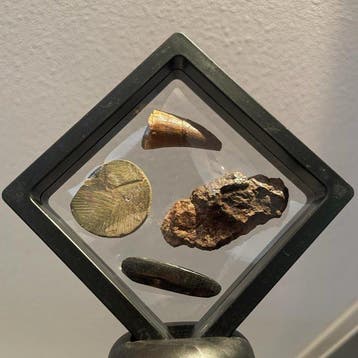 Fossiel - Fossiele tand - Prehistorische Fossielen &