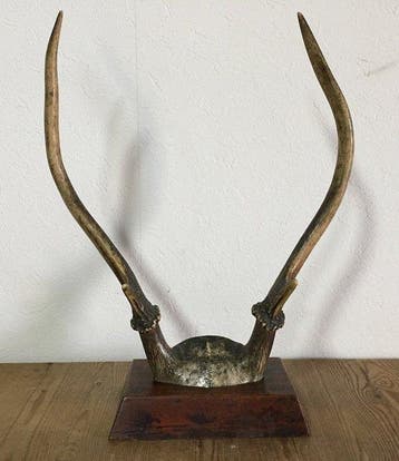 Sikahert Gewei - Vintage Japanese Deer Antlers on Wooden