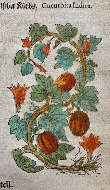 Pietro Andrea Mattioli - Contemporary hand-coloured leaf