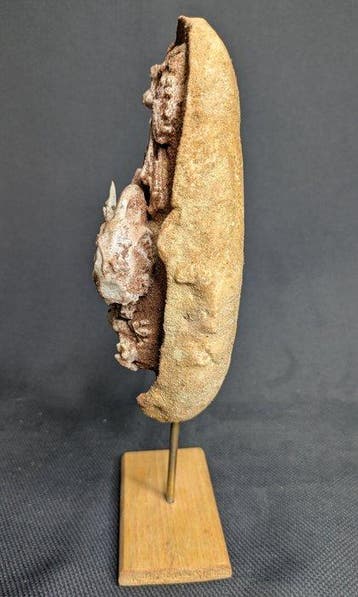 Dinosaurusembryo in ei (Baby Yingliang-exemplaar) -
