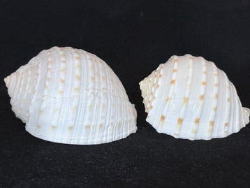 Escargot de mer Coquillage marin - S-577 TONNA DOLIUM (Sans, Collections