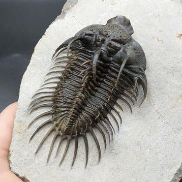 Doornige trilobiet - Gefossiliseerd dier - Comura bultyncki