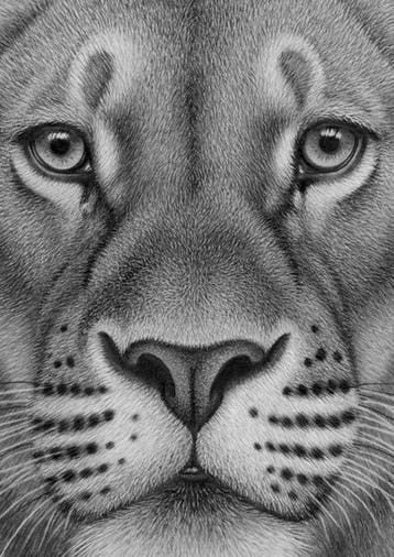 Schu - Lioness