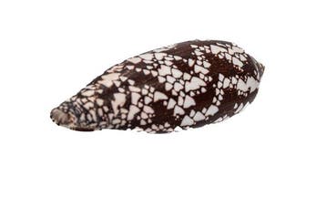Spectaculair patroon in gigantisch formaat: De Conus aulicus, Nieuw