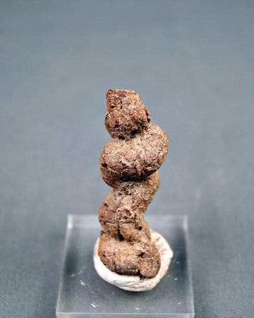 fossiele uitwerpselen - Gefossiliseerd dier - Coprolite