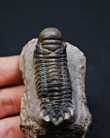 Trilobiet - Gefossiliseerd dier - Crotalocephalus gibbus