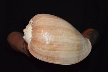 Escargot de mer Coquillage marin - S-555 MELO BRODERIPII, Collections