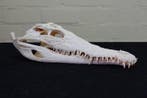 Large Nile Crocodile 38cm! Schedel - Crocodylus niloticus, Verzamelen, Dierenverzamelingen, Nieuw