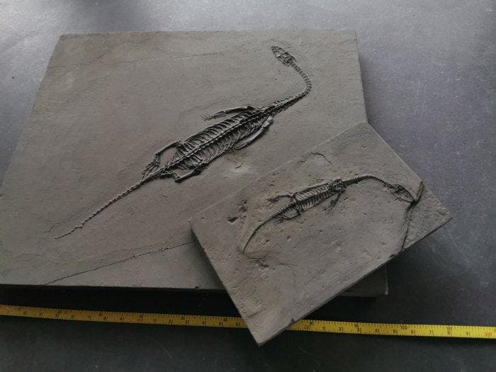 Een paar Keichousaurus-fossiele skeletten in rug- en, Verzamelen, Mineralen en Fossielen