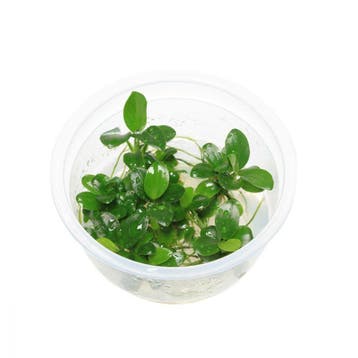 Tropica  Anubias barteri Petite In Vitro, Dieren en Toebehoren, Vissen | Aquaria en Toebehoren, Verzenden, Nieuw