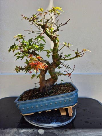 Japanese maple bonsai (Acer palmatum) - Hoogte (boom): 46 cm