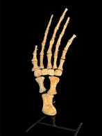 Zeereptiel - Fossiel skelet - Mosasaurus - 60 cm - 30 cm