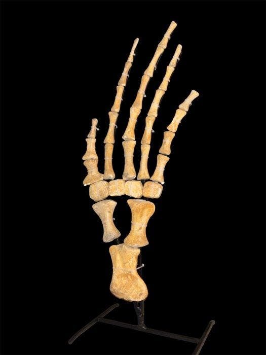 Zeereptiel - Fossiel skelet - Mosasaurus - 60 cm - 30 cm, Verzamelen, Mineralen en Fossielen