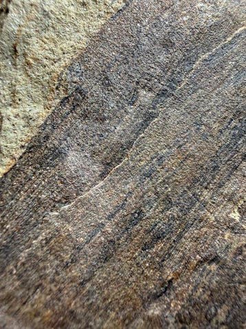 Fossile de tronc de Calamites exceptionnel - Plante
