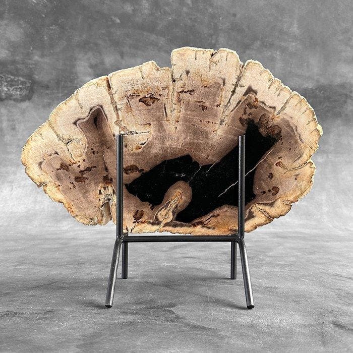 Prachtige plak versteend hout op een op maat gemaakte, Antiek en Kunst, Kunst | Designobjecten