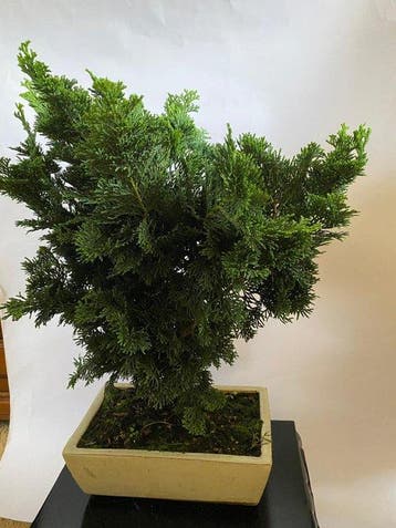 Bonsaï Cyprès du Japon (Chamaecyparis obtusa) - Hauteur