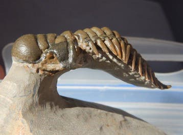 Trilobiet - Fossiel skelet - Crotalocephalus gibbus
