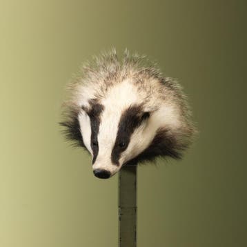Das Taxidermie Opgezette Dieren By Max, Ophalen of Verzenden, Nieuw, Wild dier, Opgezet dier