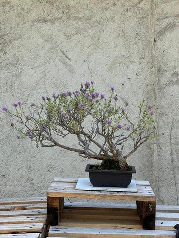 Jeneverbes bonsai (Juniperus) - Hoogte (boom): 30 cm -