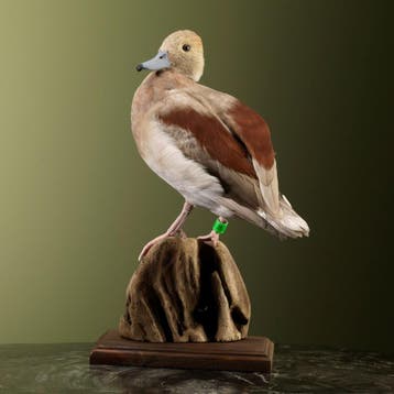 Ringtaling Taxidermie Opgezette Dieren By Max, Ophalen of Verzenden, Opgezet dier