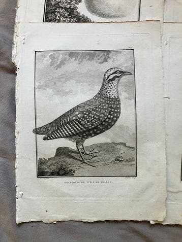 Gestochen von Fessart, nach Pierre Sonnerat - Vögel - 6, Antiek en Kunst
