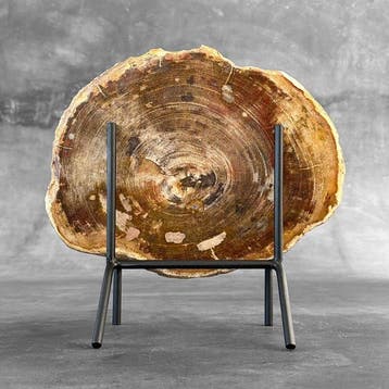 Prachtige plak versteend hout op een maatwerk standaard. -