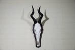 Hartebeest skull Schedel - Alcelaphus buselaphus - 31 cm -, Verzamelen, Dierenverzamelingen, Nieuw