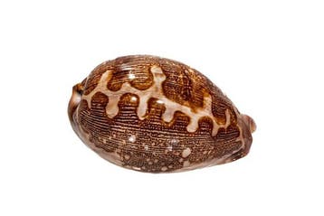 GEM very dark met gegevensblad Taxidermie wandmontage -, Nieuw