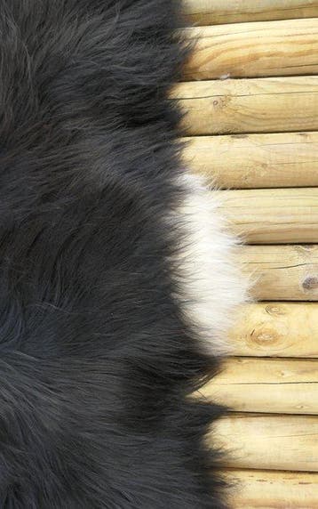 Vraie peau de mouton islandaise noire avec une bordure