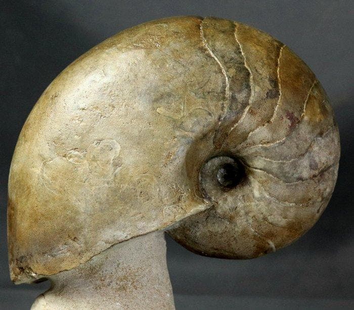 Uitstekende nautiloïde op steen - van de beste kwaliteit -, Collections, Minéraux & Fossiles